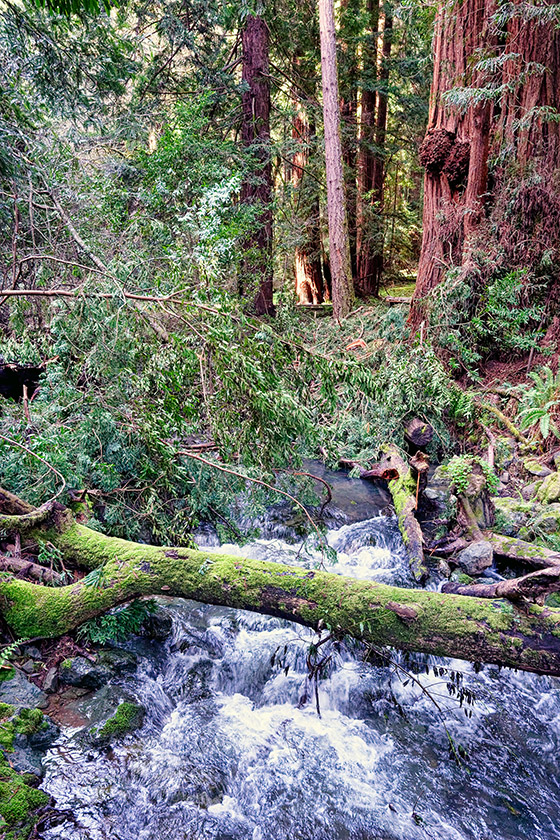 A tree trunk over Redwood Creek