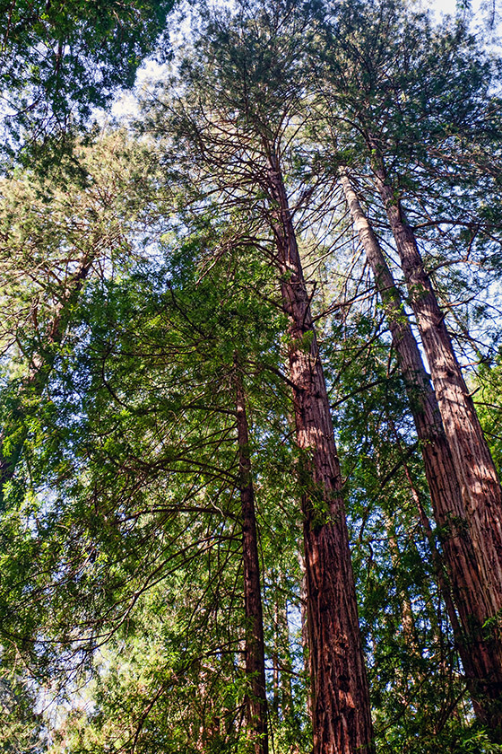 Coastal redwoods in Muir Woods