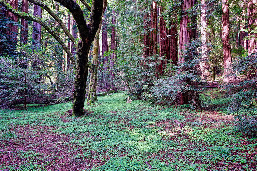 The grounds in Muir Woods are like a soft carpet
