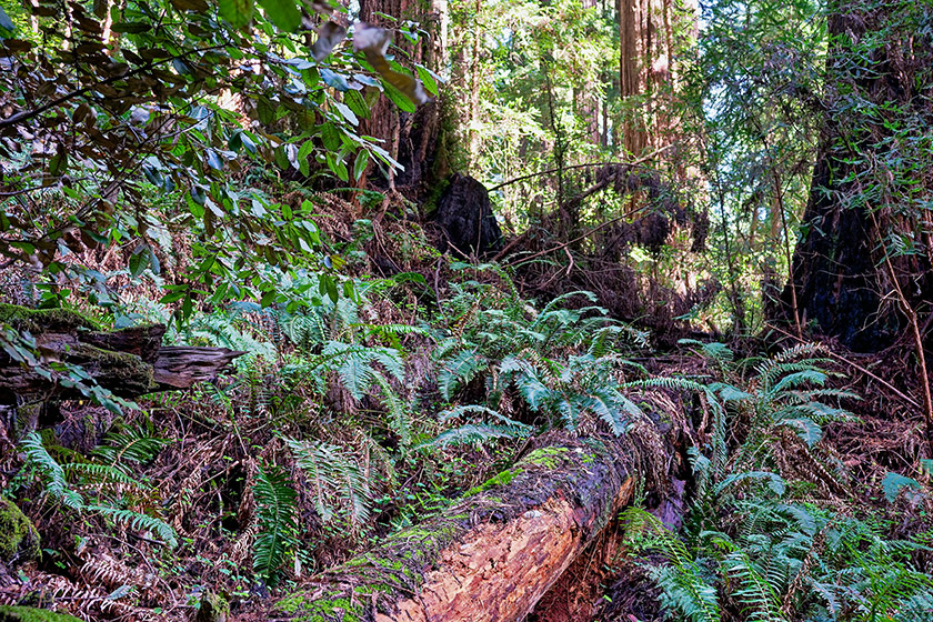 This is the only surviving primordial redwood forest in the Bay Area