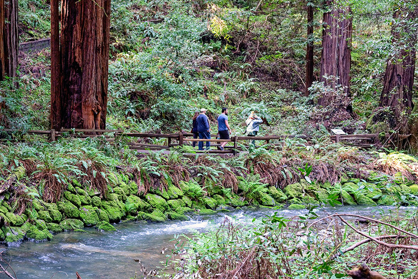 The walks along Redwood Creeks are beautiful