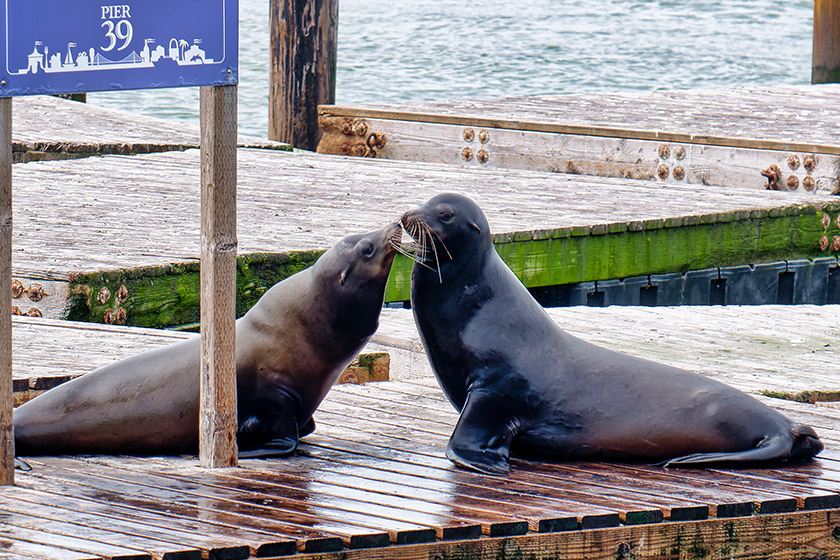 A couple of the famous Pier 39 sea lions