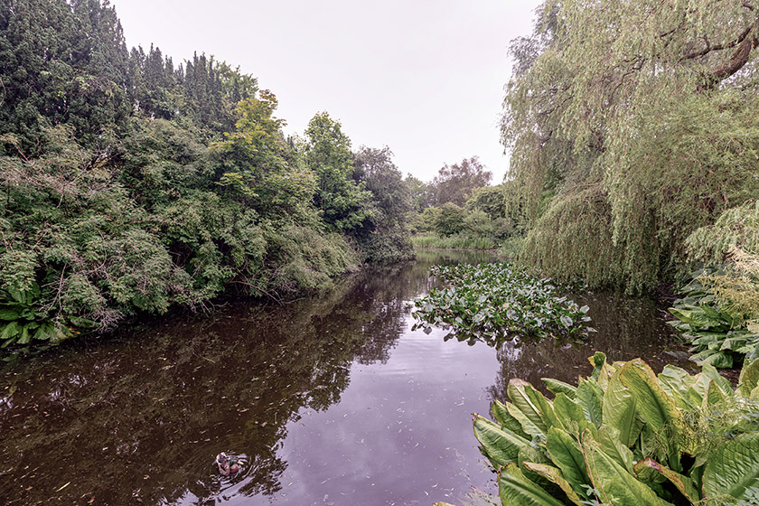 The pond in the Botanic Garden