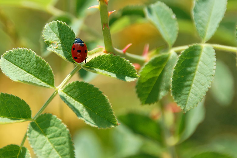 ...to zoom in on a ladybug...