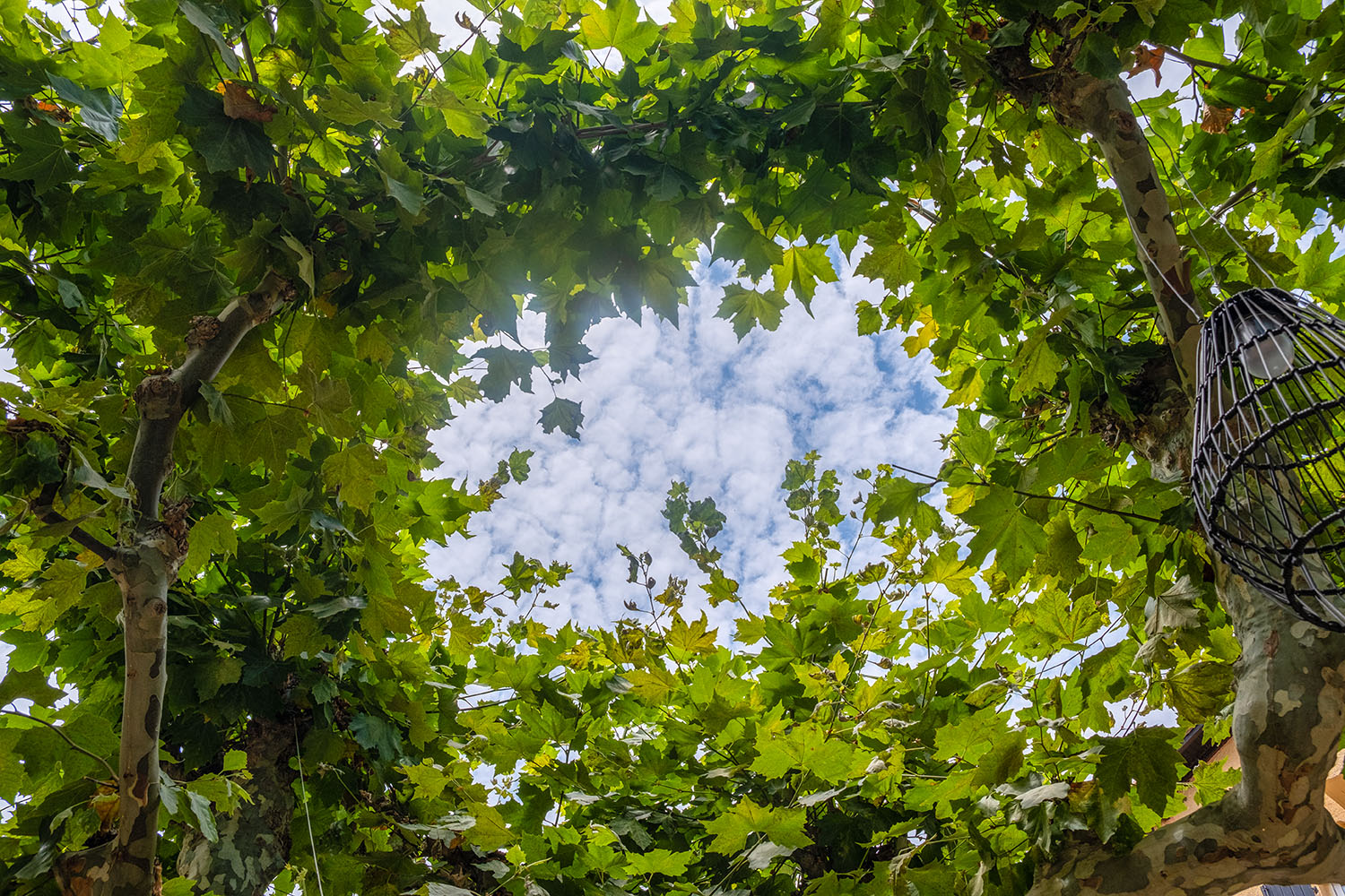 Looking up from our lunch table