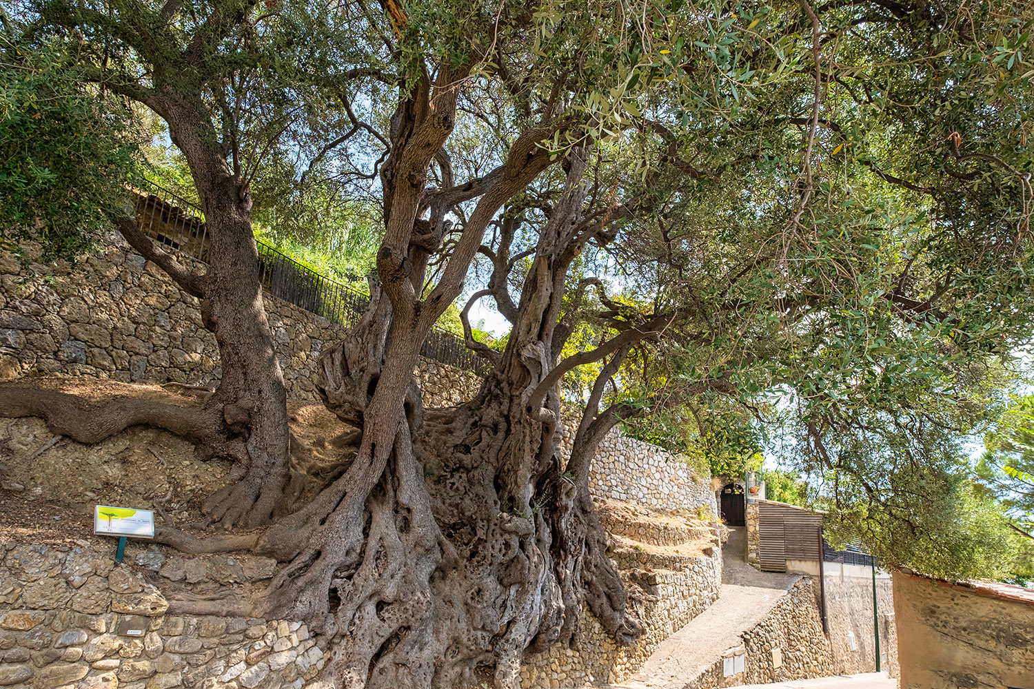 The age of this olive tree is estimated anywhere between 2,000 and 2,800 years—and it still produces olives!