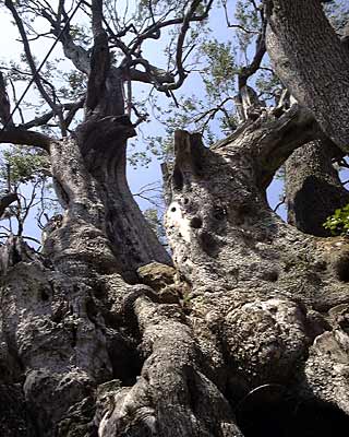 The old olive tree