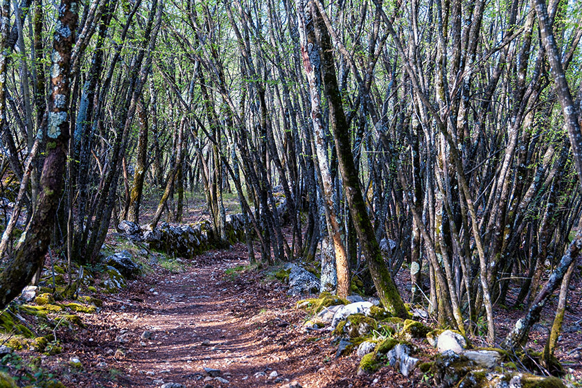 Mostly it leads through woods