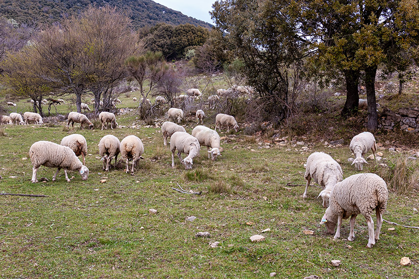 Grazing sheep by the Domaine des Courmettes
