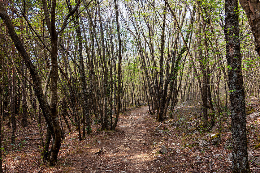 Walking through the wooded trail that leads back to Courmes