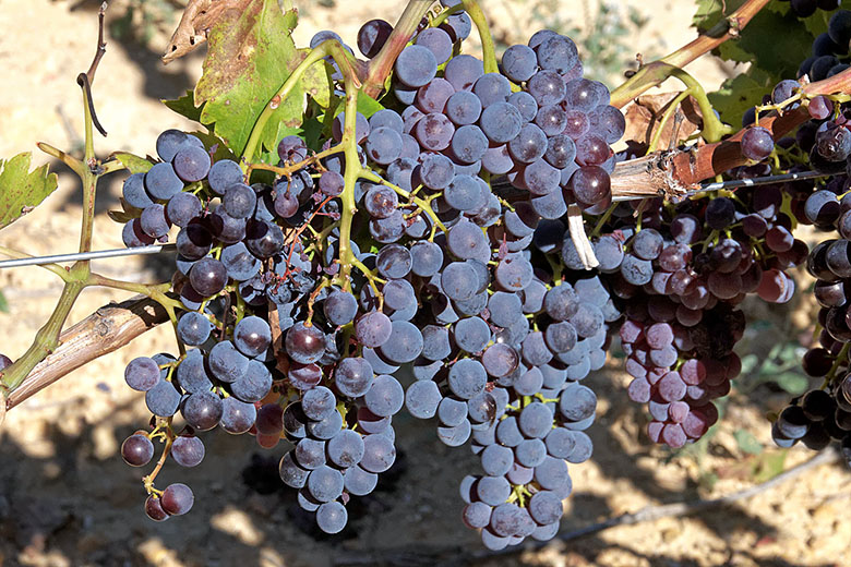 These grapes are ready to be picked!
