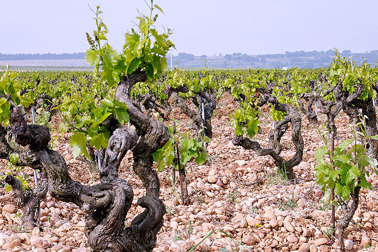 The vines amid the 'galets rouls'