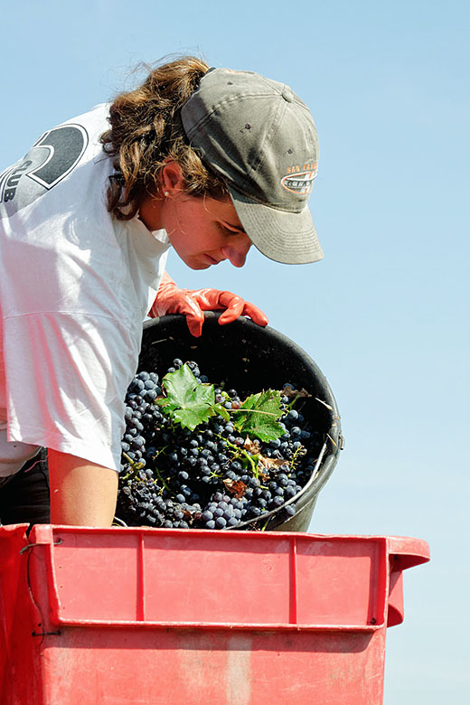 Sorting grapes on the tractor