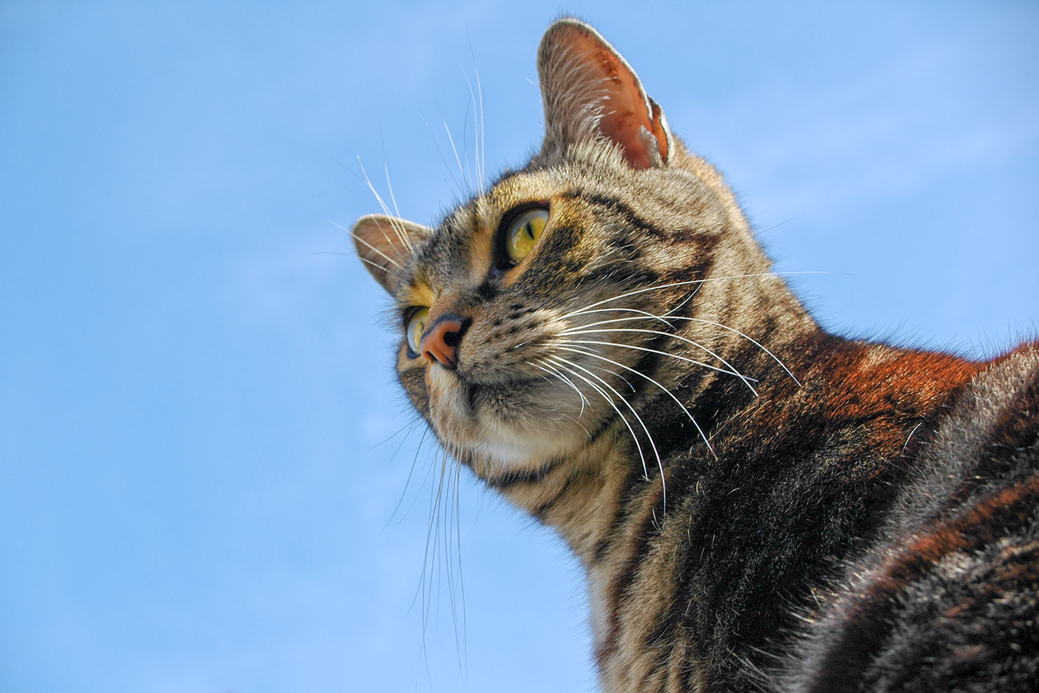 Moïse, my favorite neighborhood cat when we lived in Valbonne