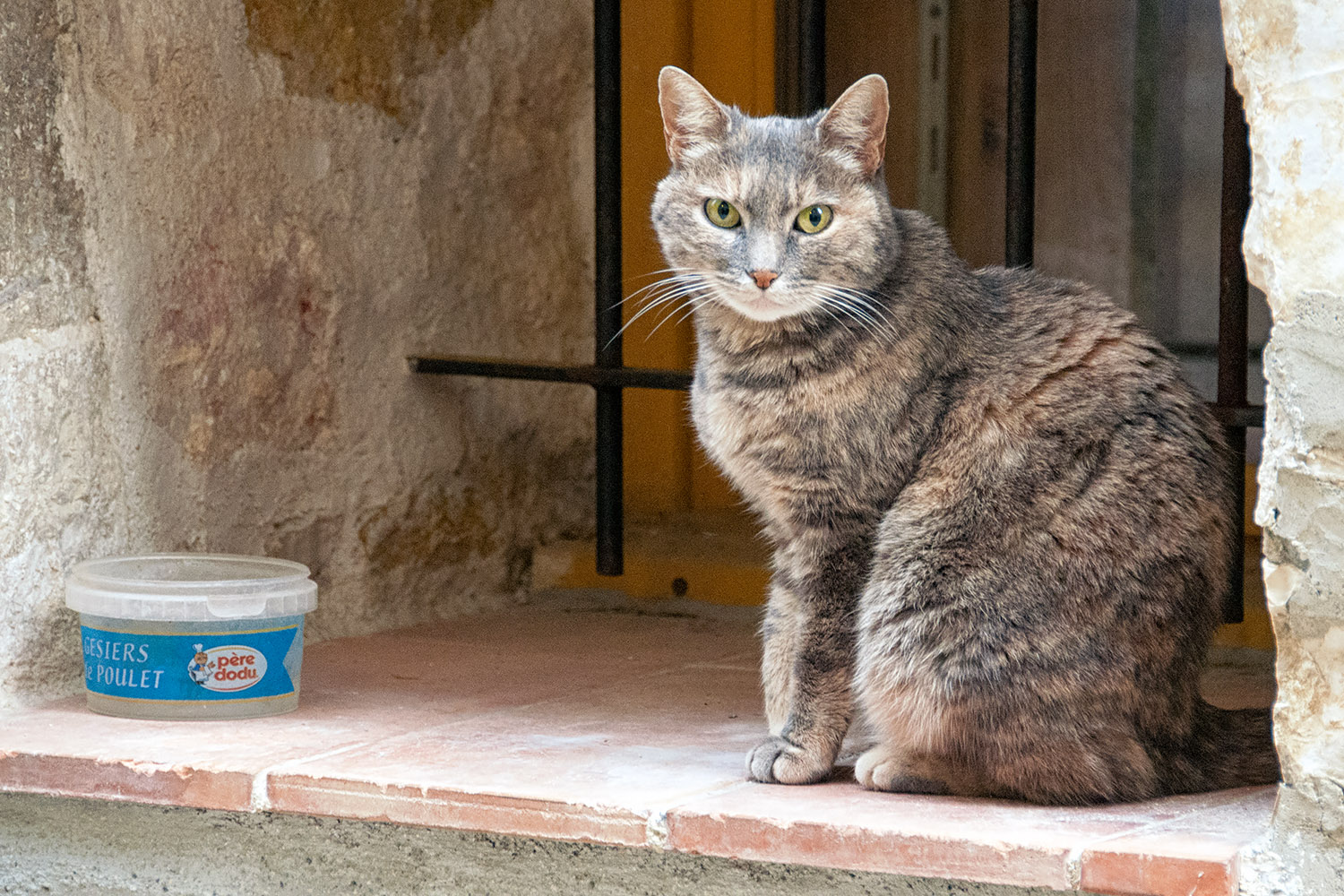 This cat from Tourrettes-sur-Loup was remarkably agile considering it was missing a front paw!