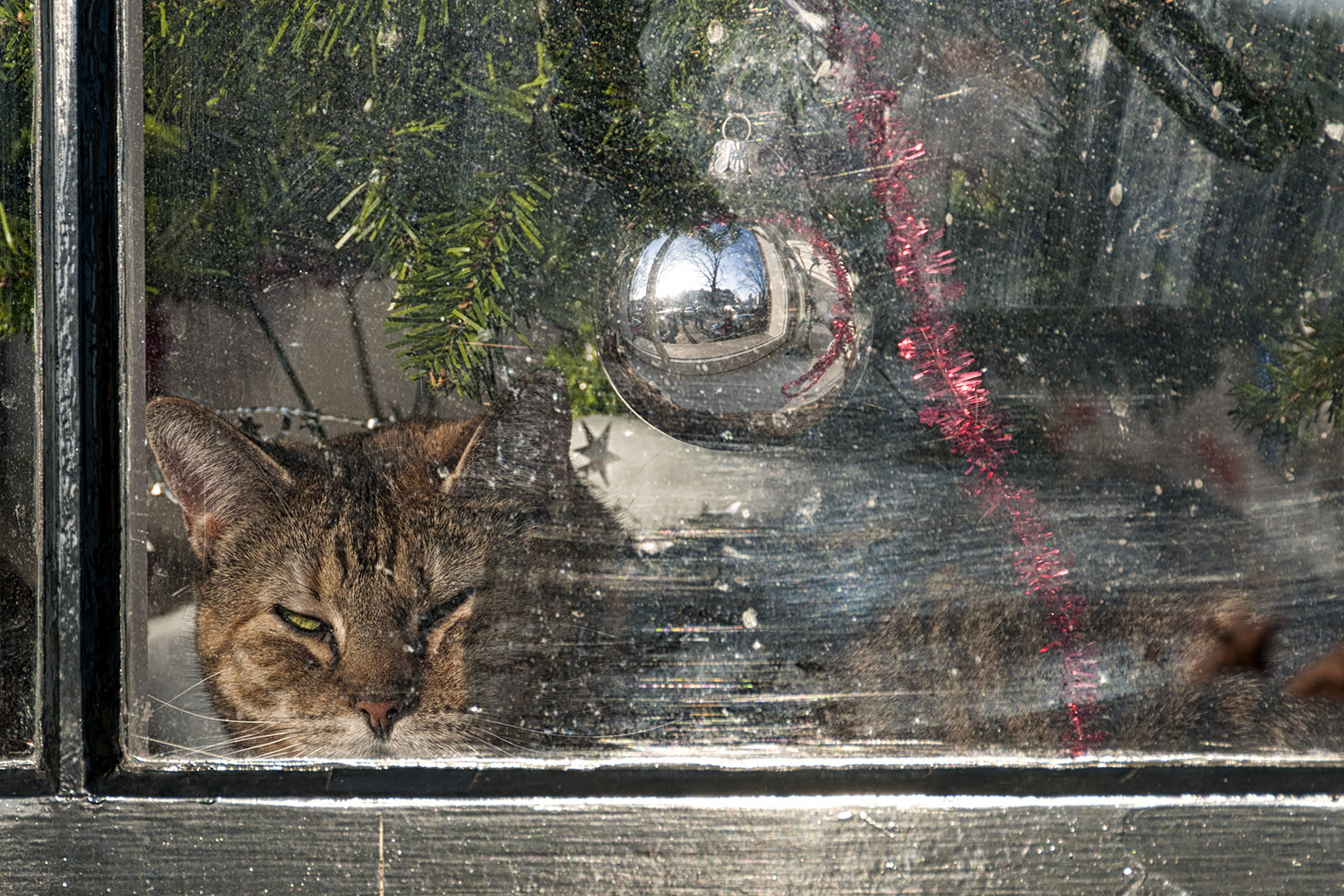 A very cozy and warm Amsterdam cat is wondering why we're out in the cold