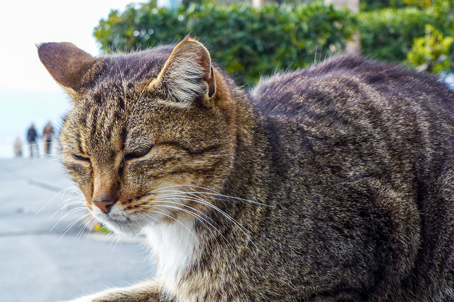 Most cats close their eyes when spoken to, as illustrated by this one from Bordighera