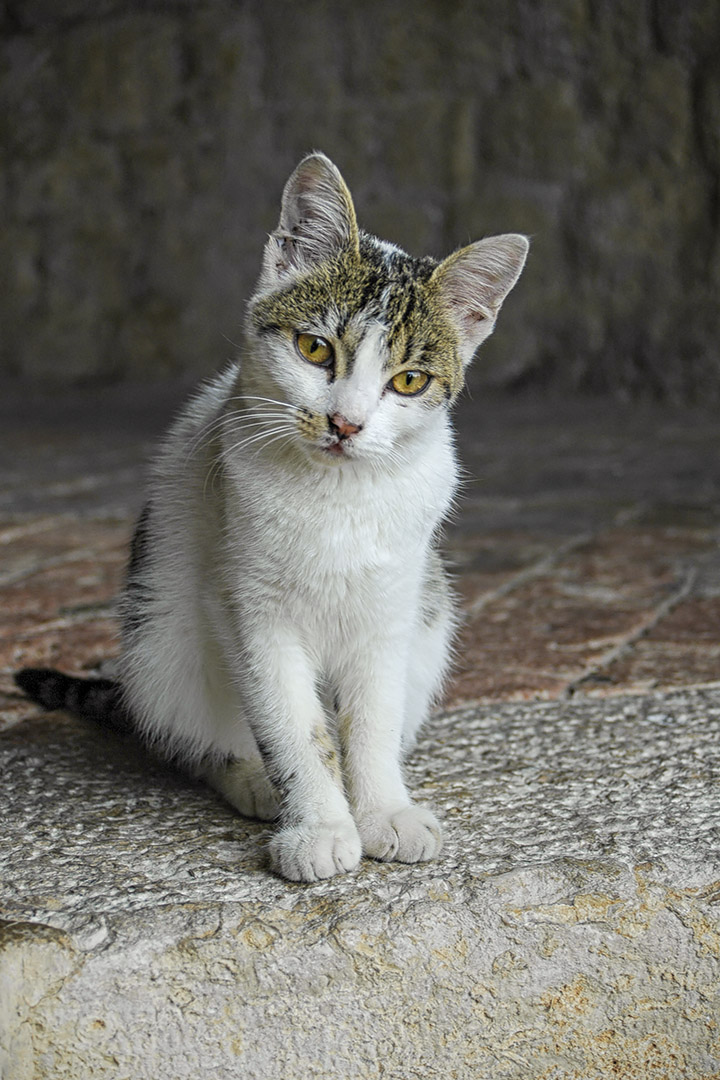 A Dubrovnik kitten photographed during our 2004 cruise