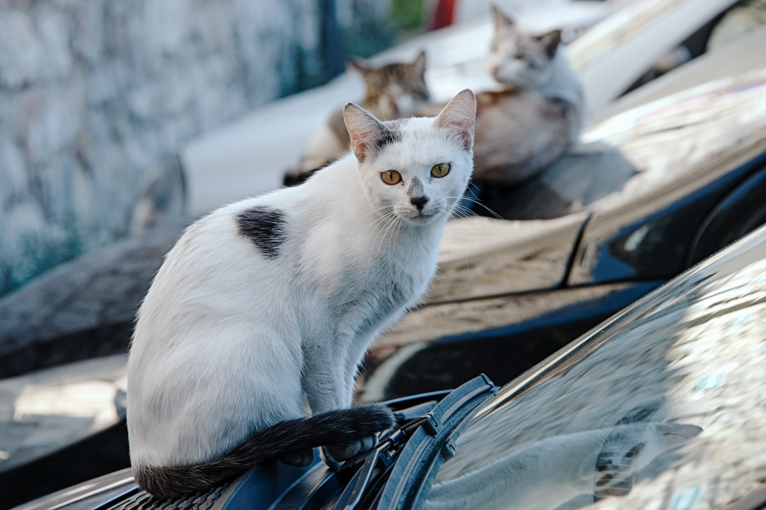 An elegant cat getting a little warmth from a car hood in Beaucaire