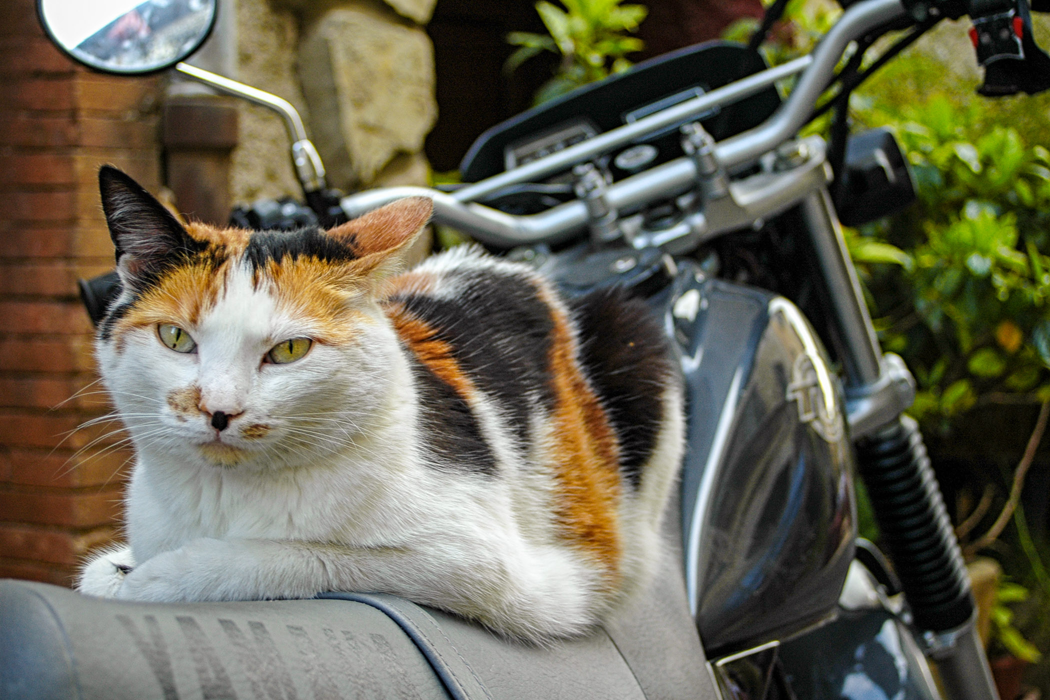 A pretty relaxed Valbonne biker cat