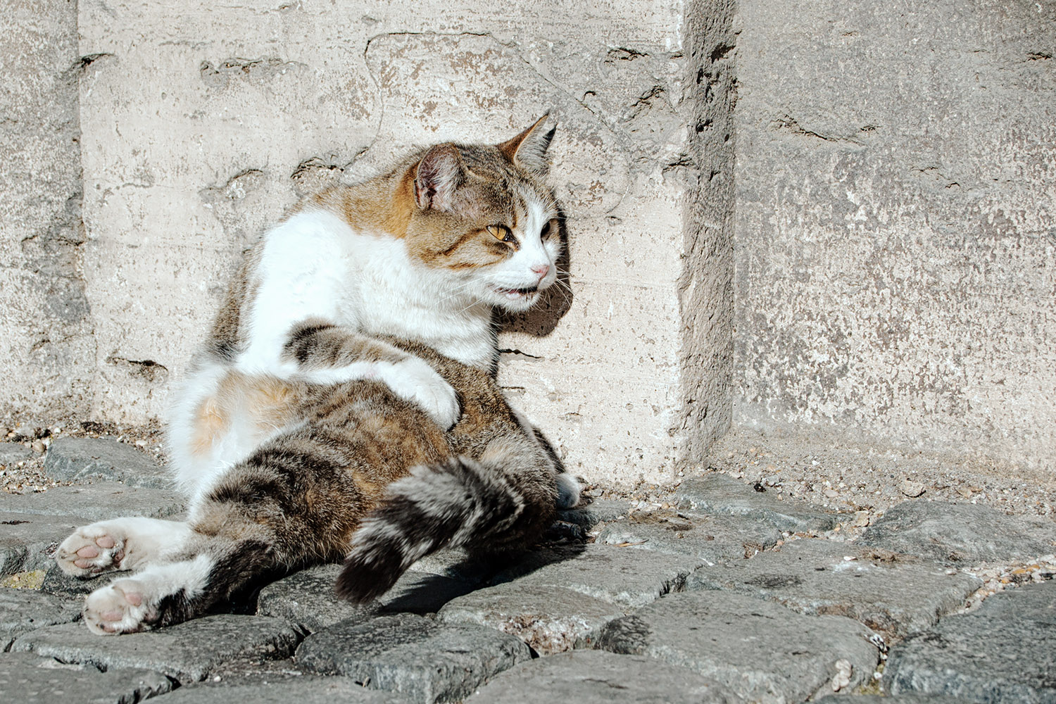 It looks like it has been a rough day for this cat from Rome