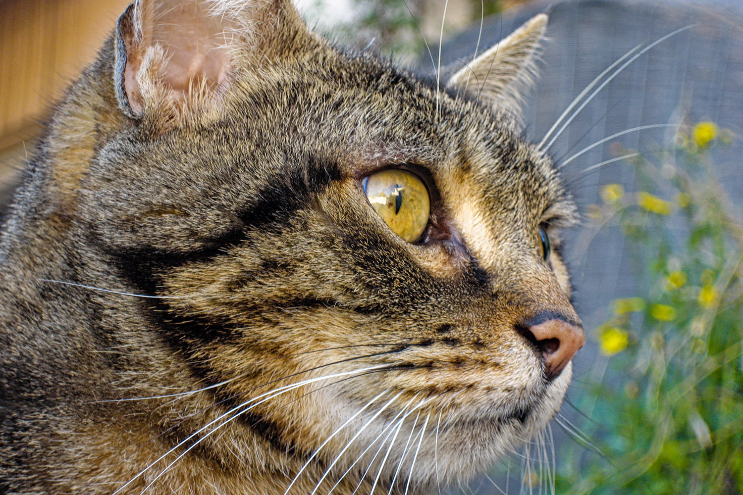 Côte d'Azur tabby