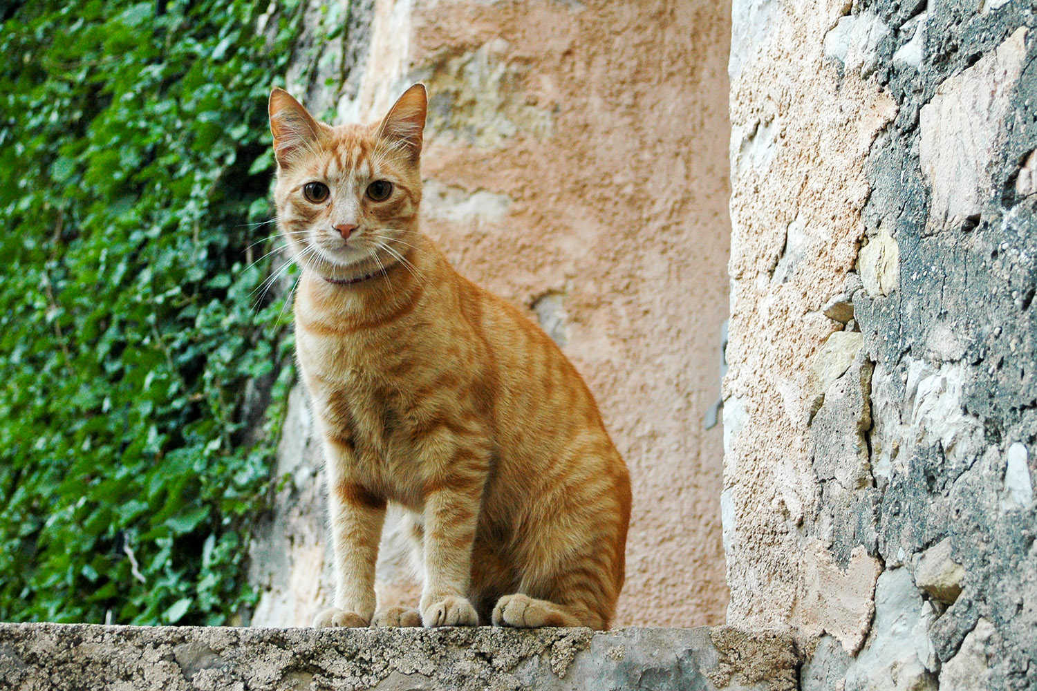 This young ginger cat was photographed in Valbonne