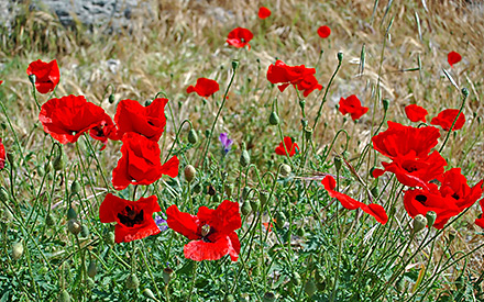 Poppies in Rhodes