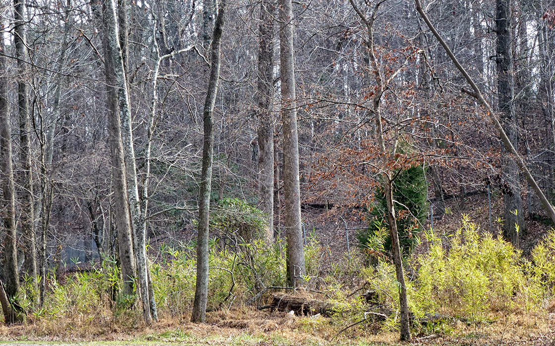 Woods around Raleigh, North Carolina (Panasonic Lumix DMC-TZ20 photo)