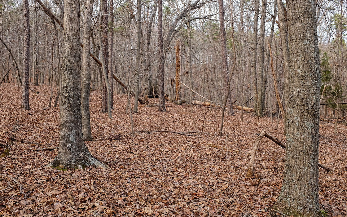 Occoneechee Mountain Loop Trail, Hillsborough, North Carolina (Fujifilm X100S photo)