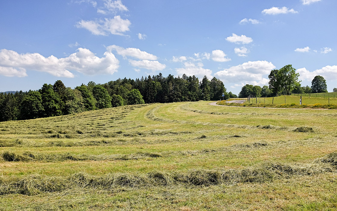 Freshly cut grass near Le Rosselet (Jura), Switzerland (Fujifilm X100S photo)