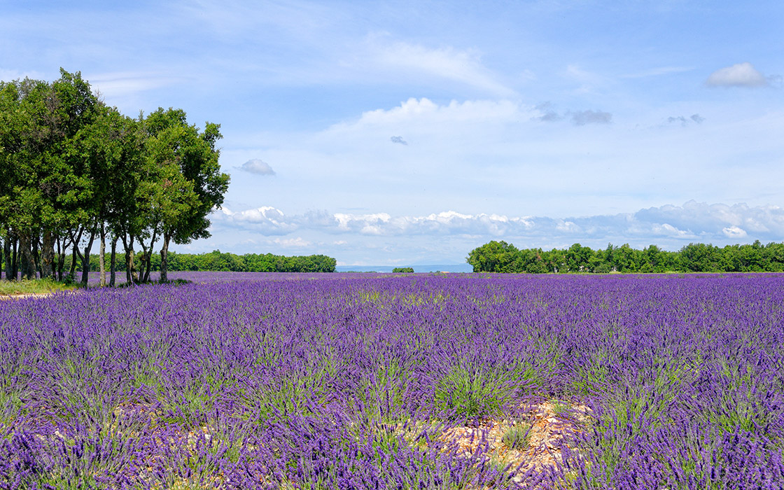 Lavender Field near Puimoisson, France (Nikon D300 photo)