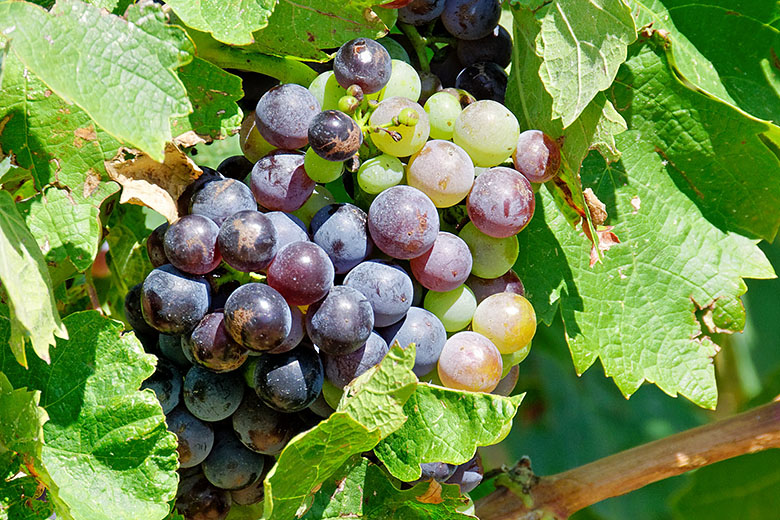 ...not to dig in and eat at least some of these grapes!