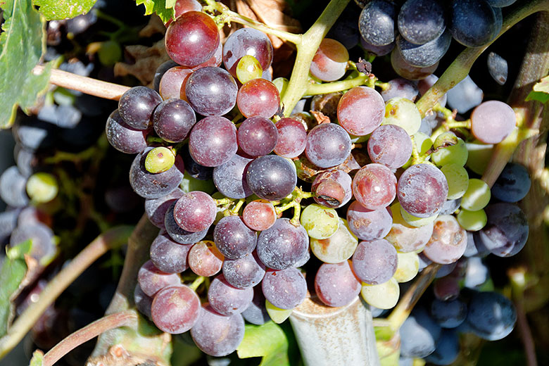 The grapes are a different color depending on the light
