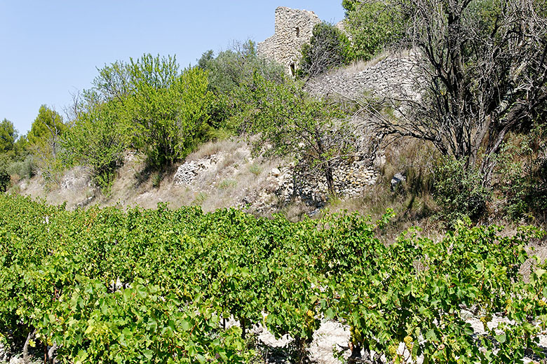 The vines are grown on terraces