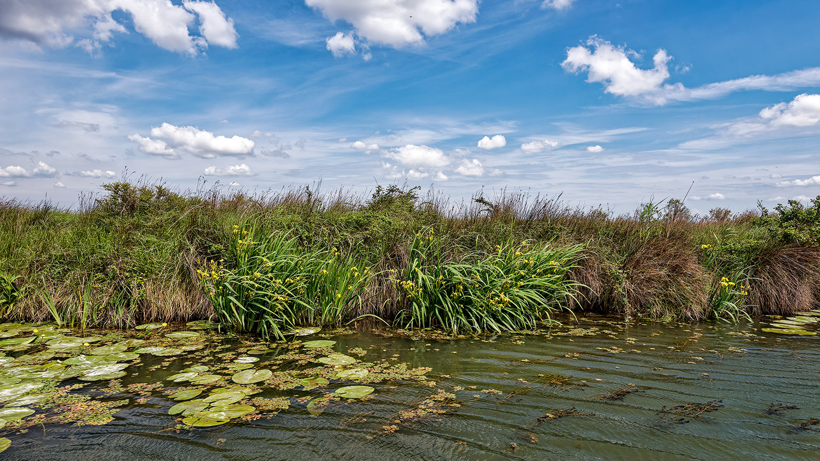 On the Arles-to-Bouc canal in the Camargue