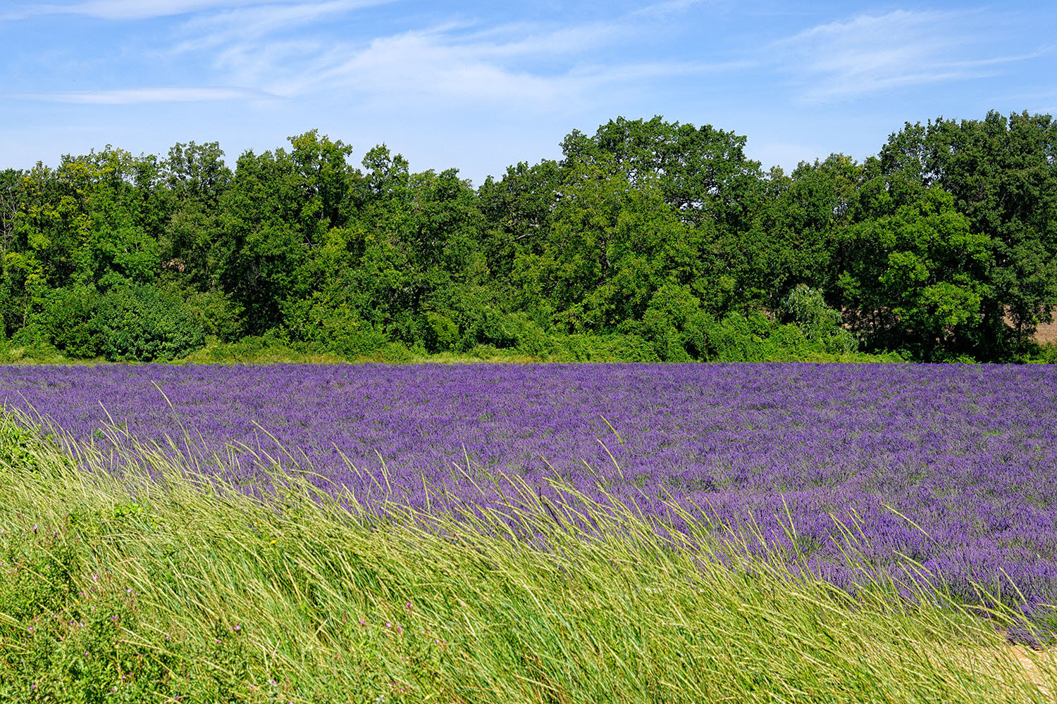 The first lavender field I saw. I drove around a curve, and there it was...