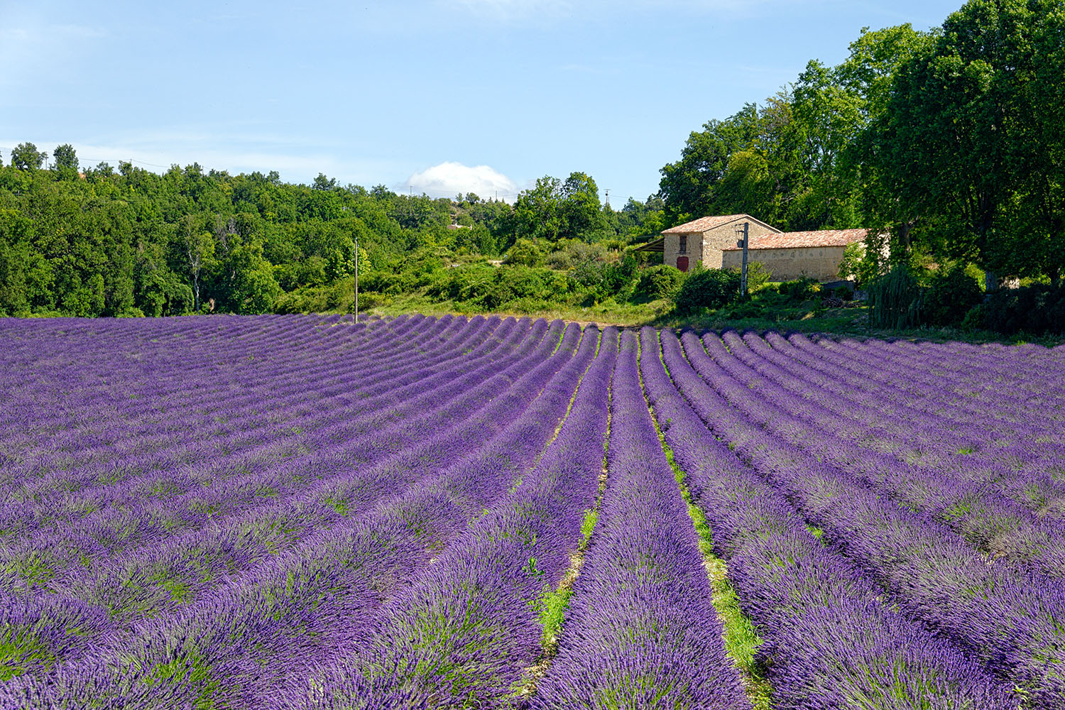 While there are whole meadows where lavender is growing wild, most of it is planted in rows.