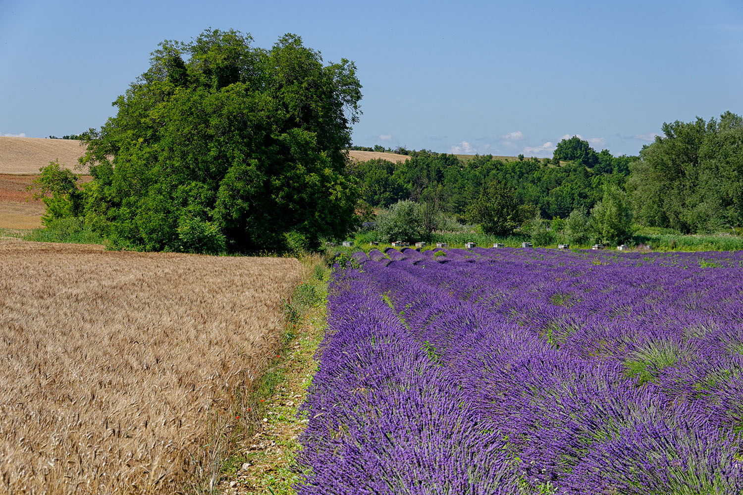 Occasionally, one sees beehives at the end of a field. Lavender honey is very tasty!