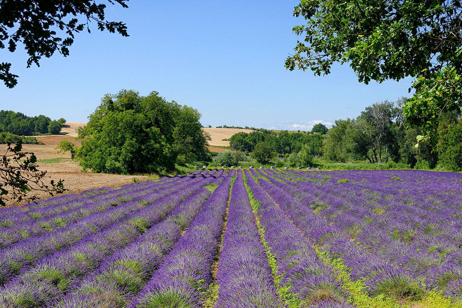 Strangely, it almost looks more natural when the lavender is grown in rows.