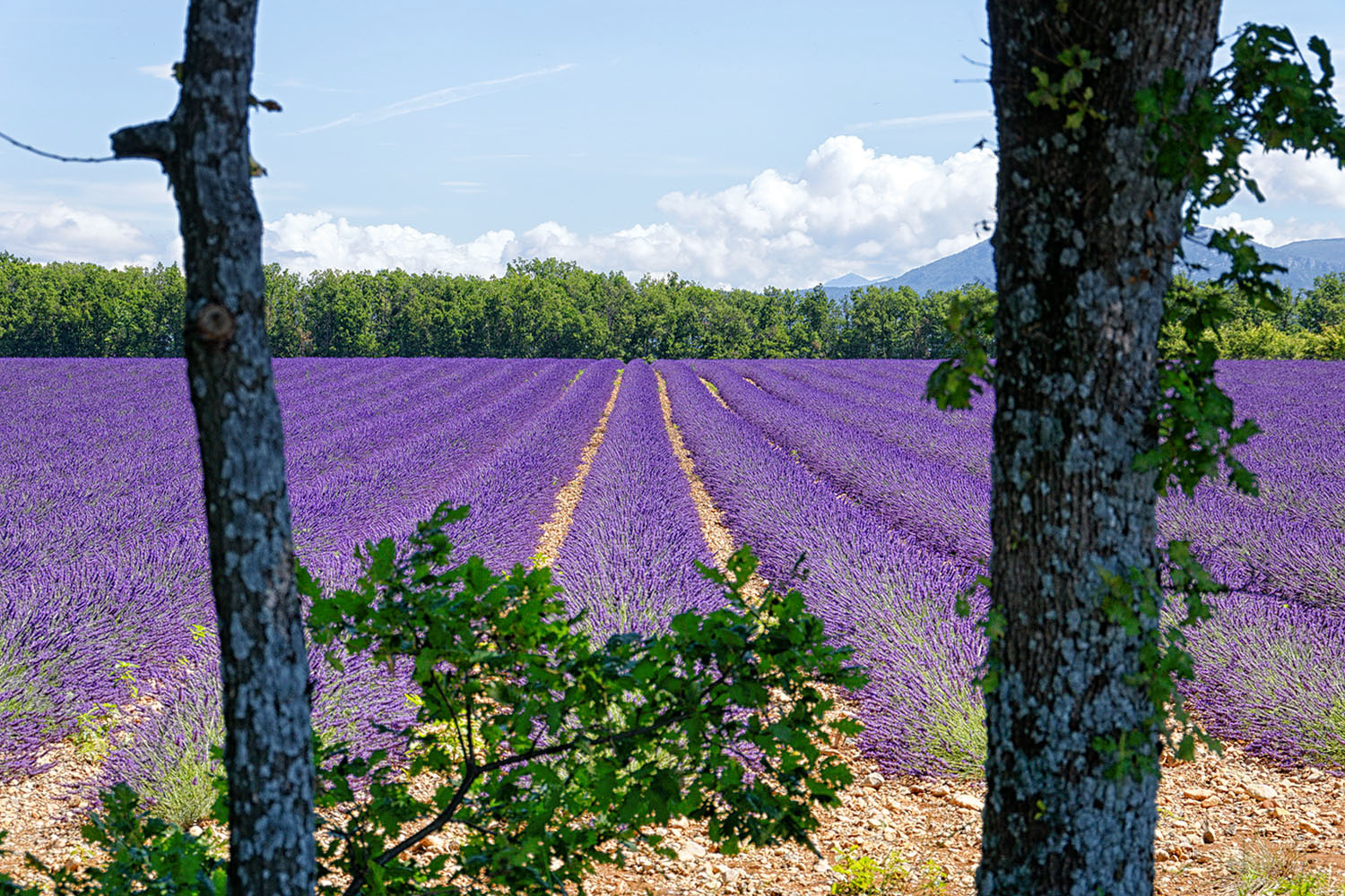 Lavender is predominantly used to make oils for the perfume industry.