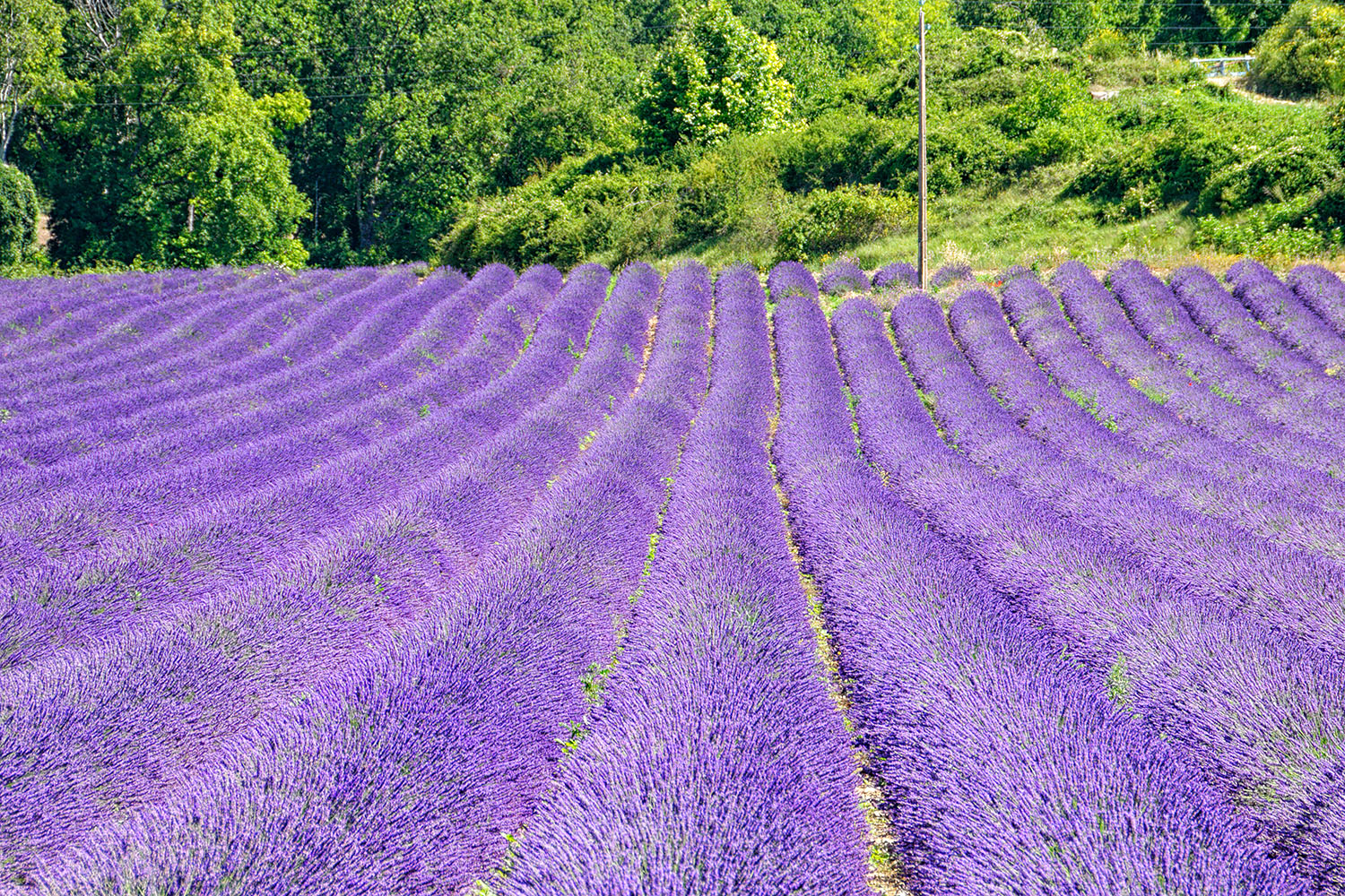 Depending on how the light strikes it, the color of the lavender can become quite intense.