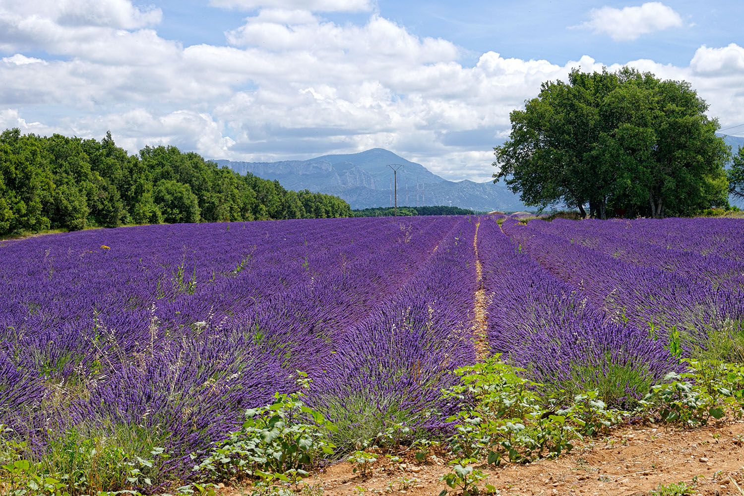 On the other side of the plateau near Riez.