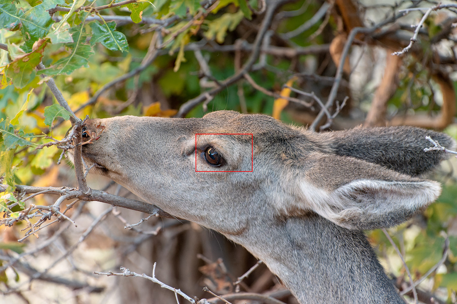 Mule Deer, Zion National Park, October 2016, ISO 10000 – 1/320 – ƒ/7.1 – 300mm. (Click to download the raw file)
