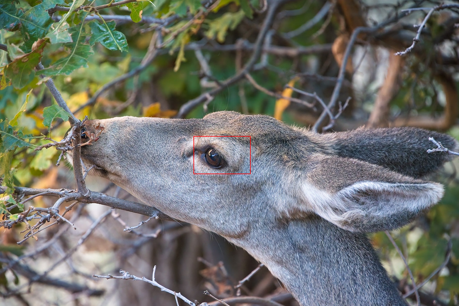Mule Deer, Zion National Park, October 2016, ISO 10000 – 1/320 – ƒ/7.1 – 300mm. (Click to download the raw file)