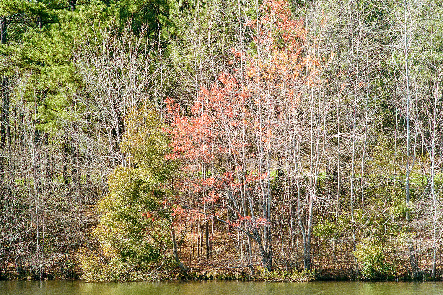 Trees by pond at Seagrove Park in Apex