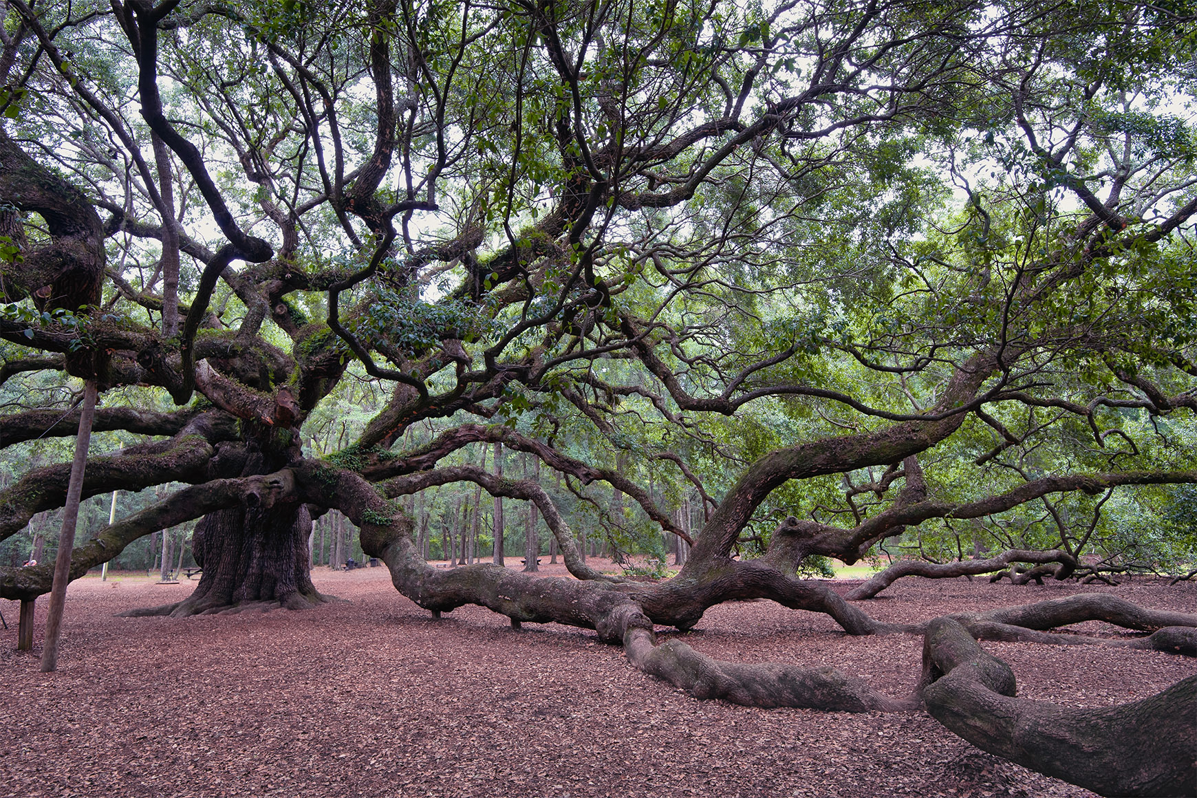 After processing, Angel Oak, Johns Island, South Carolina, USA