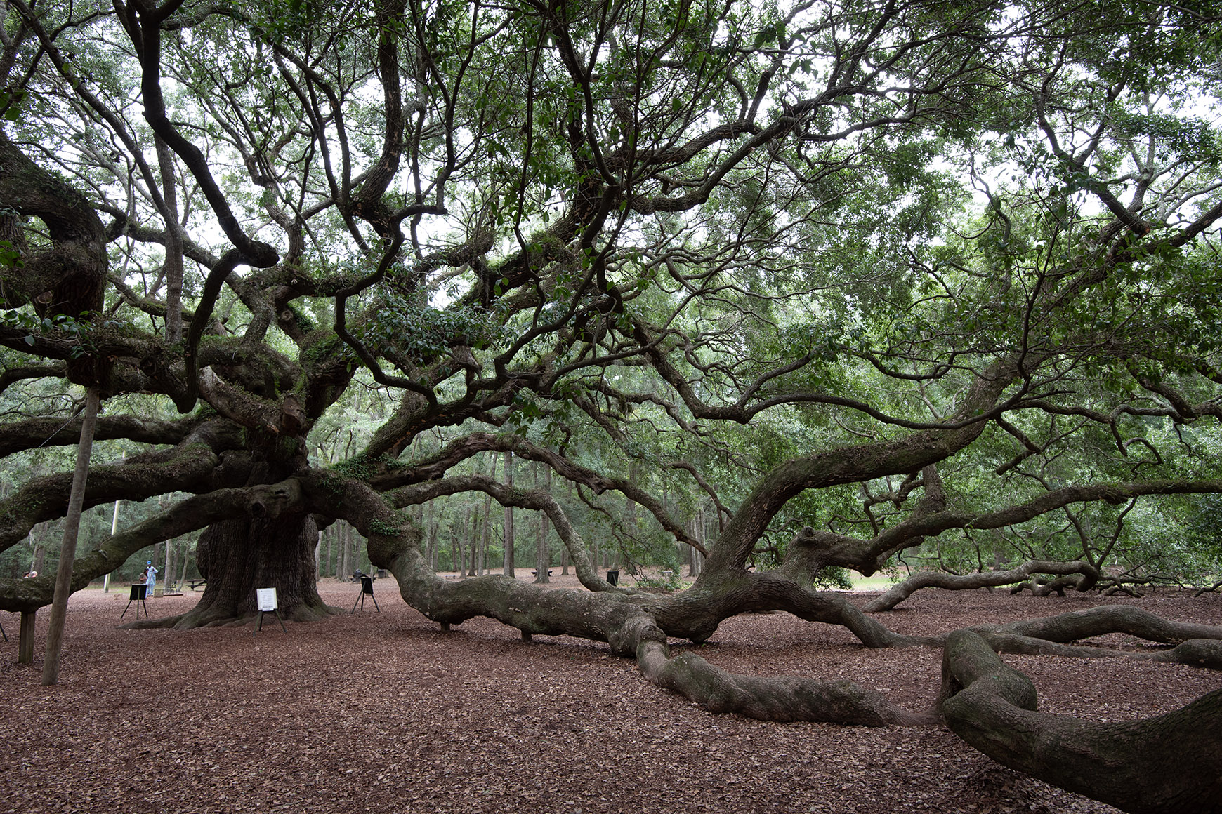 Before processing, Angel Oak, Johns Island, South Carolina, USA