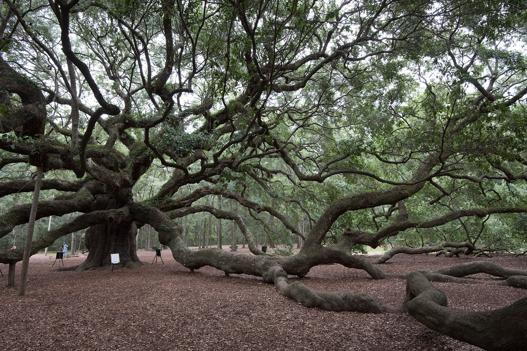 Angel Oak, raw image file converted to JPEG without adjutsments except size