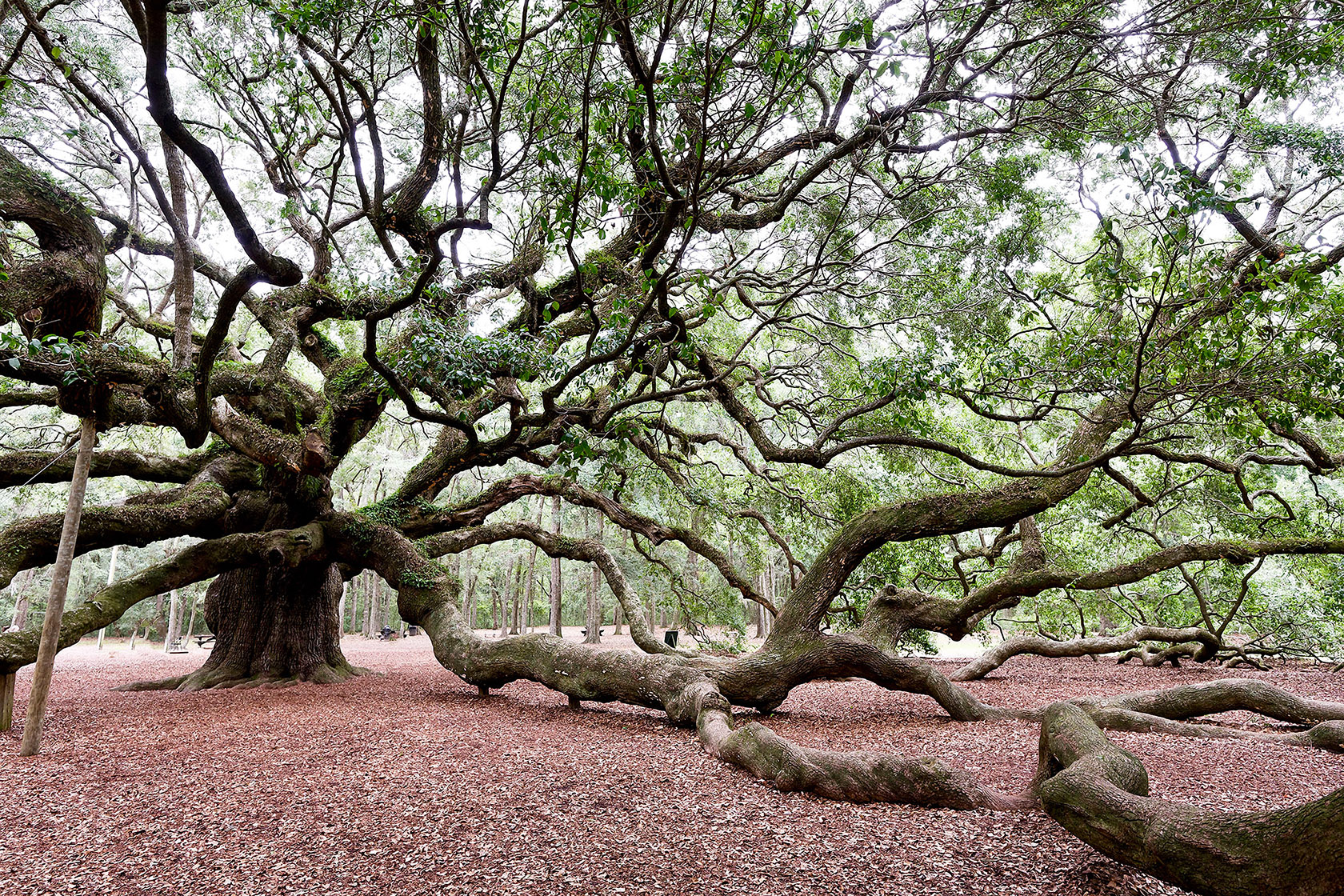 Angel Oak, raw image file, post-processed, resized, and converted to JPEG